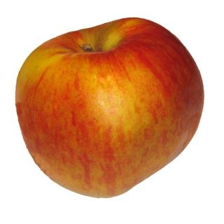 Äpfel Santana Bioladen