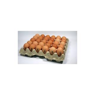 Eier